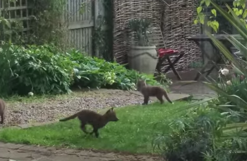 庭で遊ぶキツネの赤ちゃん兄弟