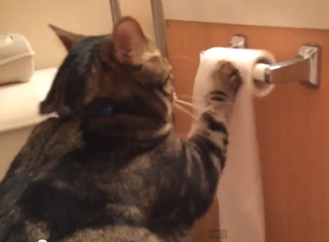 トイレットペーパーを逆転させる猫