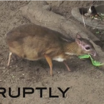ジャワマメジカ（ Java mouse deer）の赤ちゃんの映像