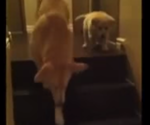 階段の下り方の練習、猫と犬の違い