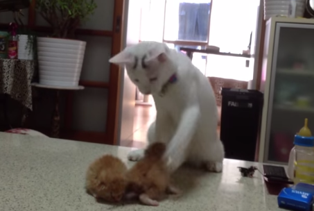 赤ちゃん猫に興奮したニャンコの桃太郎、不思議なダンスを踊り始める