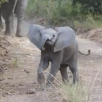 元気で可愛い象の赤ちゃんの動きに喜ぶ観光客