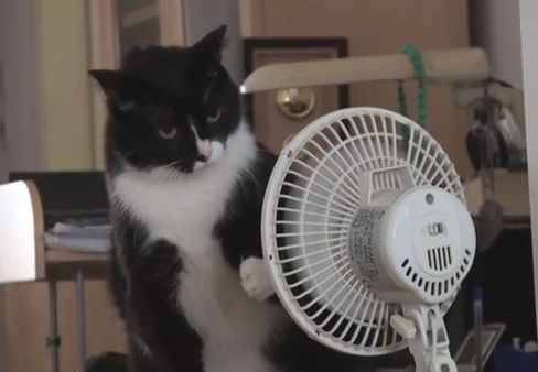 猫パンチ vs. ファン、扇風機と戦う猫