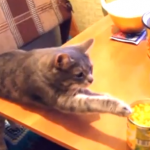 手を伸ばして食べ物を盗もうとする猫の映像集