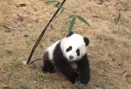 笹と格闘するパンダの赤ちゃん