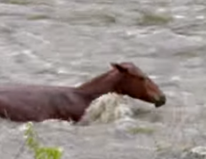 増水した川で動けなくなった馬を2時間の格闘の末に救出