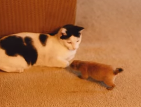 猫と遊ぶ活発なプレーリードッグ