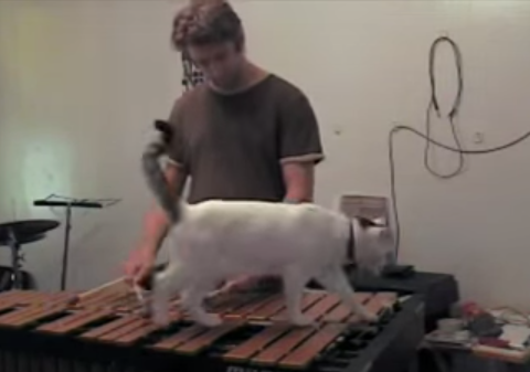 木琴の練習の邪魔をする猫