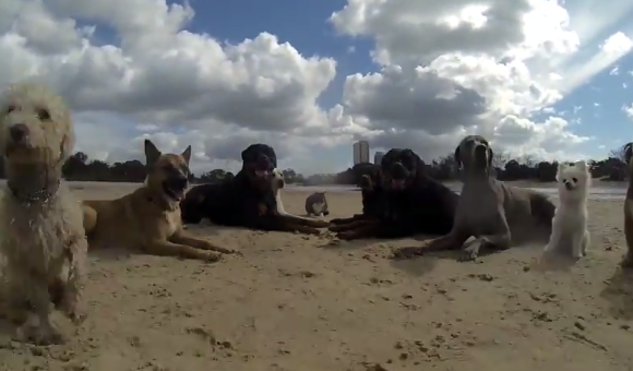 12匹の犬と1匹の猫がビーチでハッスル！