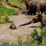 激流に流される象の赤ちゃんを大人のゾウが救助