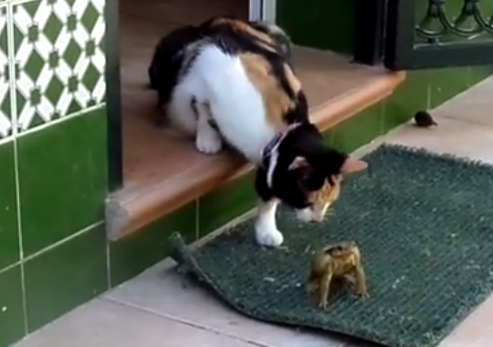 猫 vs. カエル