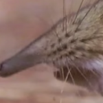 ハネジネズミ（跳地鼠）の鼻の映像