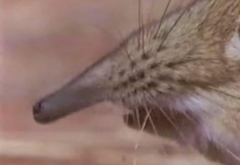 ハネジネズミ（跳地鼠）の口の映像
