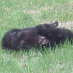 裏庭で2頭の熊が激しい戦いをしていた！
