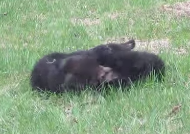 裏庭で2頭の熊が激しい戦いをしていた！