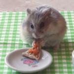 小さなピザを食べるハムスター