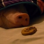 寝ているブタの鼻の前にクッキーを置くと…