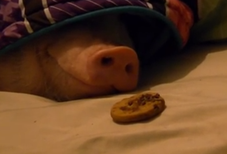 寝ているブタの鼻の前にクッキーを置くと…