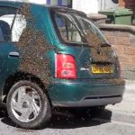 2万匹のミツバチに占領された乗用車
