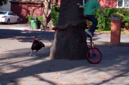 一輪車に乗る男の子を追いかける七面鳥