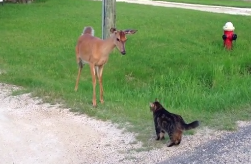 鹿 vs. 猫 にらみ合いで猫の気迫に及び腰な鹿