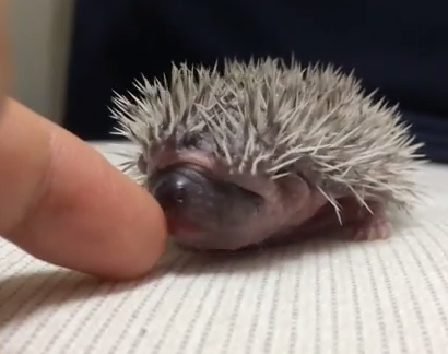 指を舐めるハリネズミの赤ちゃん
