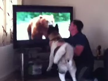 テレビの熊に襲いかかろうとする秋田犬