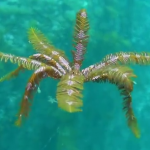 不思議な生物ウミシダ、海藻のようで筋肉と神経系を備えた動物