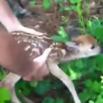 水辺で溺れかけていた鹿の赤ちゃんを救助