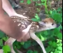水辺で溺れかけていた鹿の赤ちゃんを救助