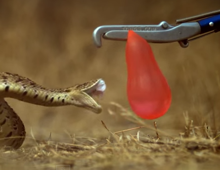 アフリカの毒蛇パフアダーの攻撃をハイスピード撮影