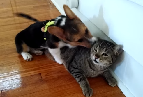 猫の耳をしつこく舐める子犬、ニャンコはひたすら我慢