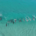 オーストラリアのビーチでサーフィンを楽しむイルカの大群