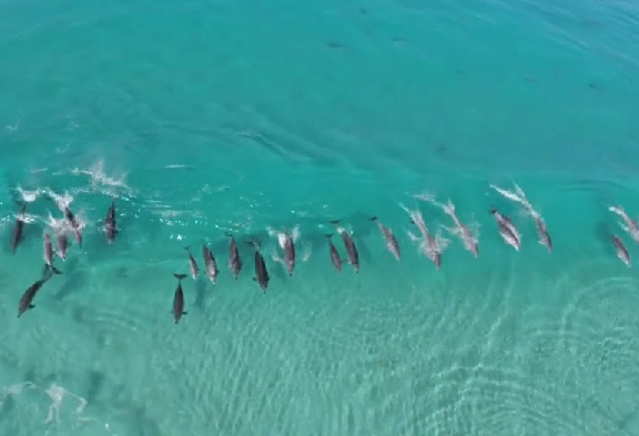 オーストラリアのビーチでサーフィンを楽しむイルカの大群