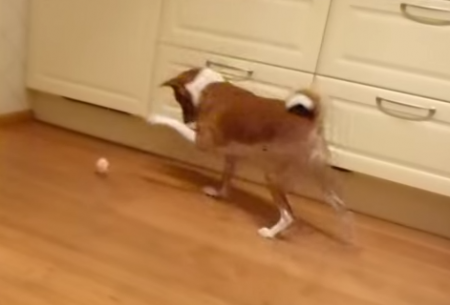 卵と格闘するバセンジー犬