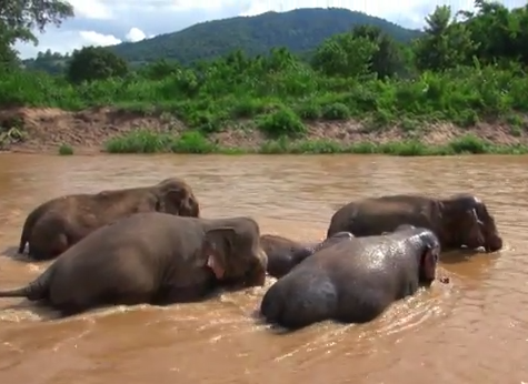 流されないよう大人の象に囲まれて川を渡る子象