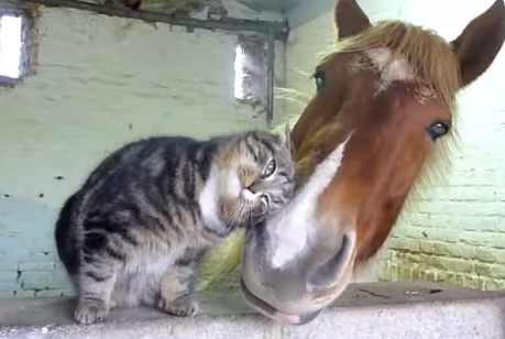 馬を誘惑する猫