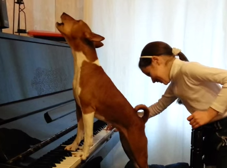 ピアノにあわせて歌うバセンジー
