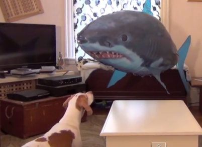 鮫バルーンと戦うビーグル犬
