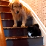 猫様がどいてくれないので階段を降りられないワンコ
