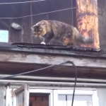 屋根から家に侵入する忍者猫