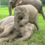 雨を楽しむ象の動画