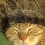 猫の毛100%の尻尾帽子をかぶる猫