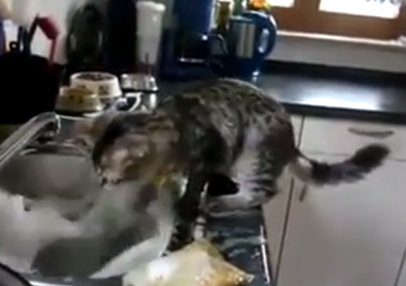 台所仕事のプロフェッショナル猫