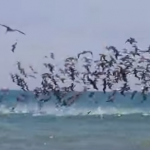 ペリカンの大群、空中から海に猛烈なダイブアタック
