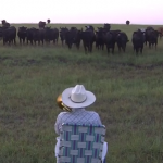 トランペットの演奏を聴きに牛が集まってくる映像
