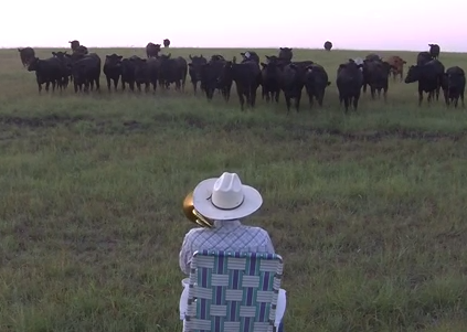 トランペットの演奏を聴きに牛が集まってくる映像