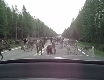 フィンランドの日常？トナカイの大渋滞