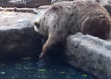 溺れているカラス熊が救助
