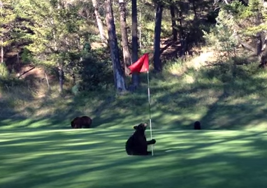 子熊がゴルフ場のグリーンでポールダンス